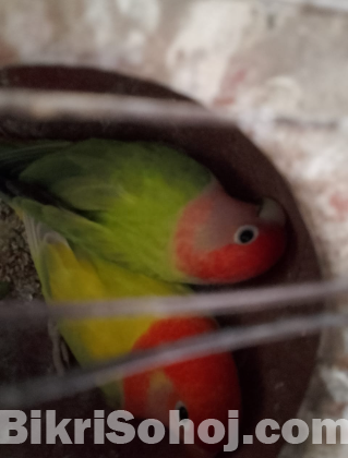 Love Bird